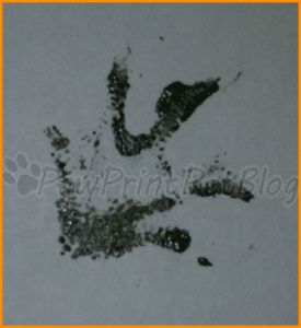 Get a paw print from my leopard gecko and get a tattoo of it Viserion Tattoo, Gecko Footprint, Footprint Tattoo Ideas, Leopard Gecko, Tattoos Ideas, Get A Tattoo, A Tattoo, Gecko, Paw Print Tattoo