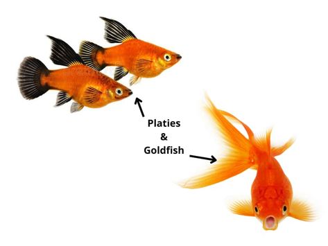 Platies and goldfish Ghost Shrimp, Apple Snail, Tropical Freshwater Fish, Pretty Fish, Different Fish, Live Together, Two Fish, Puppy Supplies, Living Together