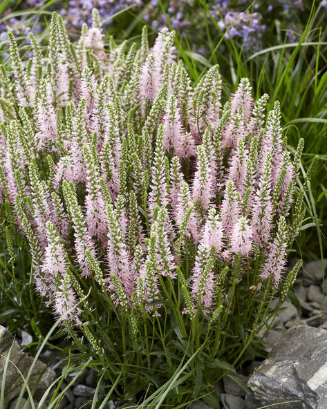 Veronica spicata &s;Blue&s; | spiked speedwell Herbaceous Perennial/RHS Gardening Veronica Spicata, Bees And Butterflies, 2024 Ideas, Garden Types, Herbaceous Perennials, Flower Border, Home Flowers, Bulb Flowers, Front Garden