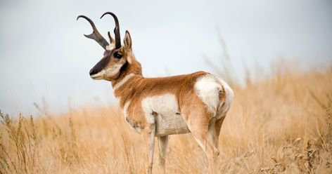 Where should I go on my first antelope hunt? Antelope Hunting, Animals Hunting, Antelope Animal, Hunting Animals, Pronghorn Antelope, Animal Hunting, Big Deer, Wood Badge, Deer Pictures