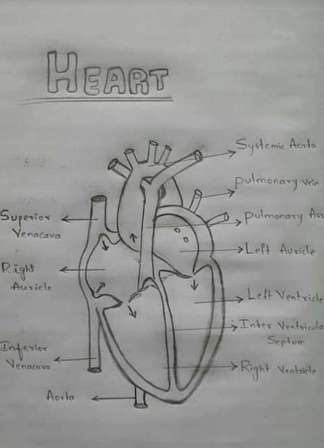 Easy Heart Drawings, Human Body Projects, Biology Diagrams, Science Diagrams, Logic And Critical Thinking, Learn Biology, Heart Diagram, Basic Anatomy And Physiology, Nurse Study Notes