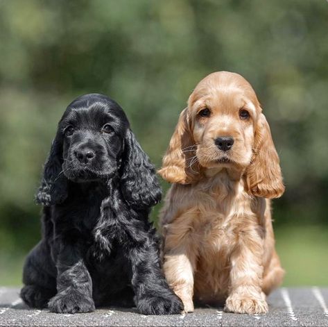 Black Cocker Spaniel Puppies, Dog Ear Tattoo, English Cocker Spaniel Puppies, Big Dogs Breeds, Biggest Dog In The World, Dogs Tattoo, Biggest Dog, American Cocker Spaniel, Dogs Breeds