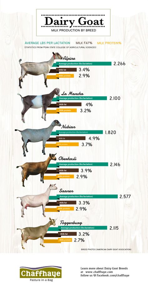 Goats may not be as popular as beef or pork, but it is a big contributor to the agriculture production in the US. This shows the different types of production in different breeds of goats. | Posted By: SurvivalofthePrepped.com Milk Infographic, Sheep Homestead, Types Of Goats, Keeping Goats, Goat House, Raising Farm Animals, Goat Care, Goat Barn, Raising Goats