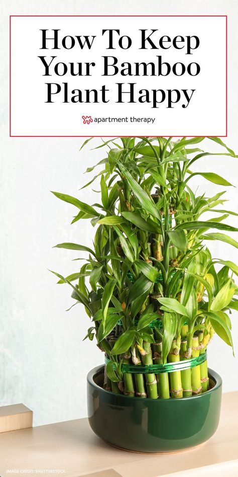 Here's how to grow and care for bamboo plants #gardening #gardeninghacks #plants #houseplants #indoorplants #plantguides #plantcare #planttips #bamboo #bambooplant #lowmaintenanceplants Bamboo Plant Indoor, Lucky Bamboo Care, Indoor Bamboo Plant, Bamboo Plant Decor, Bamboo House Plant, Bamboo Plant Care, Indoor Bamboo, Growing Bamboo, Bamboo Care