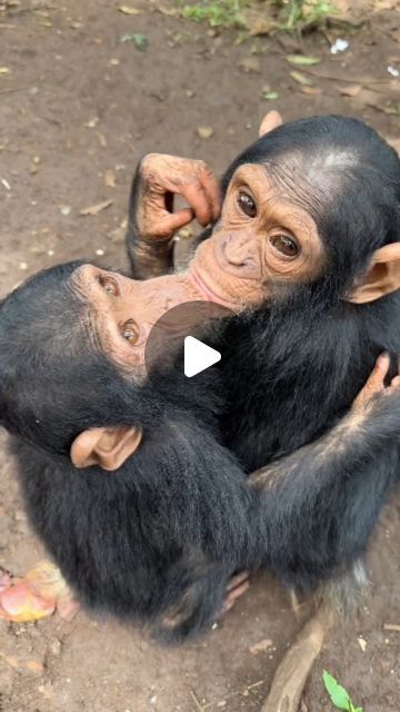 Primates from the world | 💚A Lwiro Primates frequently observe lip-sucking behavior in their chimpanzees, probably due to early separation from their mothers. 
... | Instagram Baby Chimpanzee, Ape Monkey, Surrogate Mother, Rehabilitation Center, Two Year Olds, Wildlife Animals, Cute Little Things, Primates, Instagram A