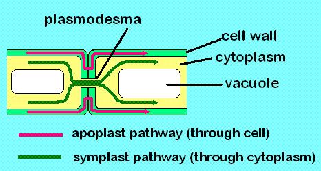 Apoplast vs Symplast Plant Physiology, Plasma Membrane, Plant Tissue, Biology Notes, Plant Cell, Cell Wall, Plant Science, Natural Selection, Plant Roots