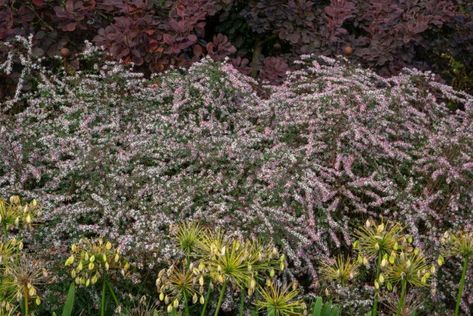 Find help & information on Symphyotrichum lateriflorum 'Lady in Black' calico aster 'Lady in Black' from the RHS Hampton Court Palace Gardens, Lady In Black, Orchid Show, Powdery Mildew, Garden Types, Wildlife Gardening, Native Garden, Herbaceous Perennials, Gardening Advice