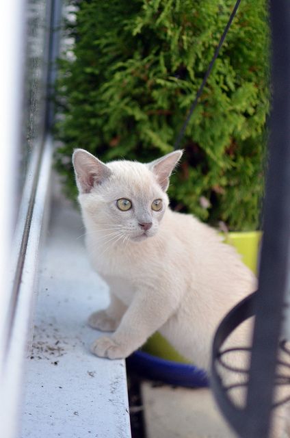 . Lilac Burmese Cat, Burmese Cat Lilac, European Burmese, Burmese Cats, Burmese Kittens, Gatos Cool, Burmese Cat, Siamese Kittens, Cat Post