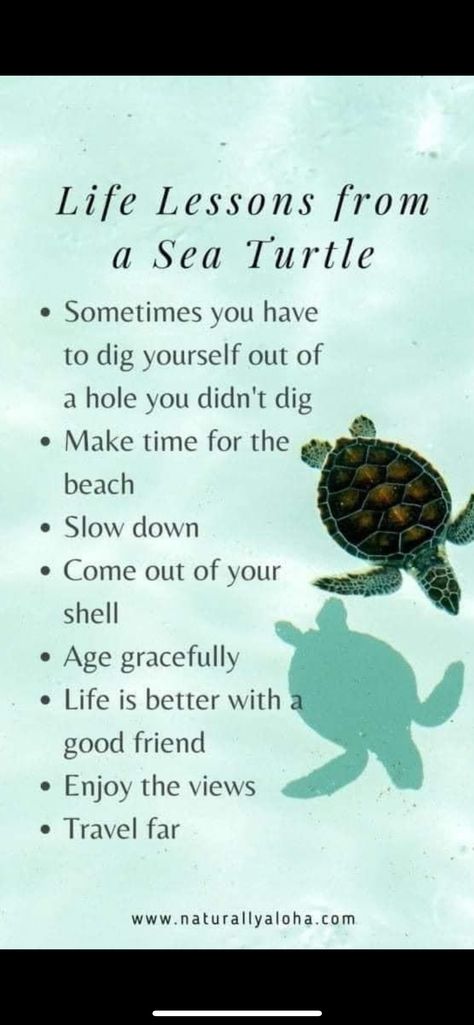 Turtle Meaning, Turtle Quotes, Morning Encouragement, Hippie Quotes, Summer Baby Shower, Water Animals, Sea Turtles, Tattoos With Meaning, Good Mood