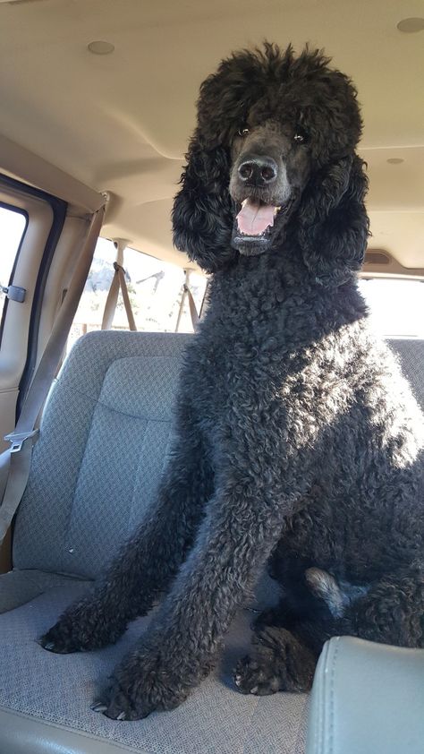 Blue Standard Poodle Standard Poodle Haircut Styles, Blue Standard Poodle, Big Poodle, Standard Poodle Cuts, Blue Poodle, Standard Poodle Black, Black Poodle Dyed Hair, Poodle Black, Black Poodles Standard