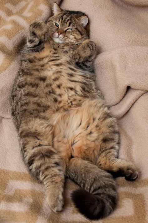 Chunky monkey!!!<3 Cats Tumblr, Cat Obsession, Cute Little Kittens, Lazy Cat, Cat Facts, Fat Cats, Cute Cats And Kittens, Cute Kittens, Cute Cats And Dogs