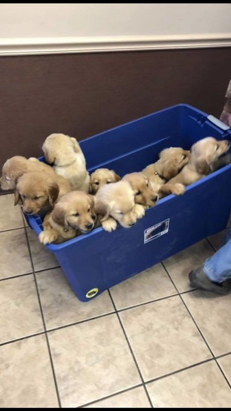 Nelsons Goldens in New York | Find your Golden Retriever Puppy | Good Dog Golden Retriever Newborn, Golden Retriever Litter, Puppy Litter, Golden Retriever Puppies, Newborn Puppies, Retriever Puppies, Good Dog, Getting A Puppy, Health Information