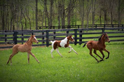 Nurse Foals: The Throwaway Horses – Ryan T. Bell – Medium Foals Playing, Baby Horses, Thoroughbred Horse, Majestic Horse, All The Pretty Horses, Cute Horses, Pretty Horses, Horse Pictures, Horse Breeds