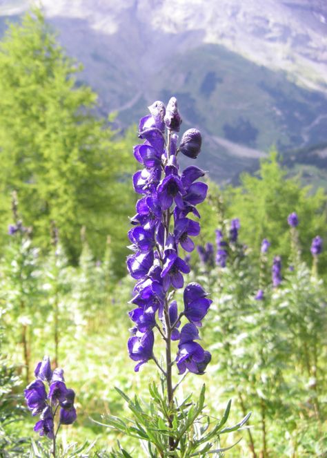 Aconitum flower, this is the flower i have decided to have tattooed on me most likely in water color <3 Kindle Vella, Witches Garden, Female Tattoos, Visual Library, Witch Garden, Poisonous Plants, Green Garden, Snake Plant, Medicinal Plants