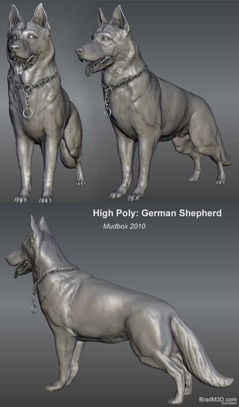 High Poly German Shepherd Mudbox sculpt #dog #cg #3d Dog Model, German Shepherd Anatomy, 3d Animals, Dog Anatomy, Digital Sculpting, Digital Sculpture, 3d Cnc, A Husky, Wood Dog