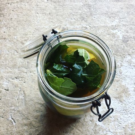 Fig leaf wine apéritif | Nettle and Quince Fig Leaf Syrup, Fig Leaf Recipes, Fig Leaf Tea, Fig Dessert, Fig Season, Fig Trees, Liqueurs Recipes, Fermentation Recipes, Fig Leaf