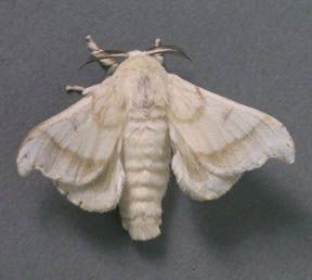 Domestic Silk Moth, Fluffy Moths, Silkworm Moth, Silk Moths, Poodle Moth, Silk Moth, Cute Moth, Silk Butterfly, Moth Wings