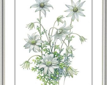 I love to drawpaint and create from nature. by DebraMeierArt Living Overseas, Flower Watercolour, Australian Natives, Watercolour Flower, Flannel Flower, Australian Native Flowers, Australian Bush, Artwork Gifts, Watercolor Flower Art