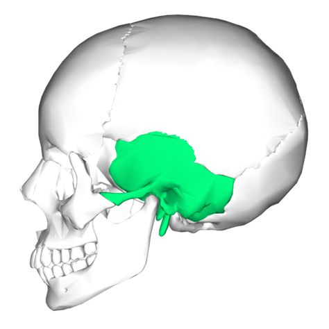 Occipital Bone, Temporal Bone, Cranial Sacral Therapy, Sphenoid Bone, Occipital Lobe, Facial Bones, Body Bones, Anatomy Bones, Head Anatomy