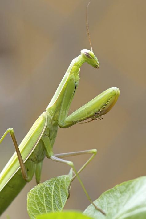 Side profile of a praying mantis stock photos Cute Praying Mantis, Female Praying Mantis, North Idaho, Close Up Photo, Praying Mantis, Side Profile, Close Up Photos, Side View, Idaho