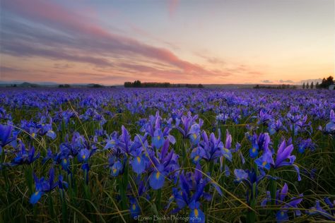 Field Of Irises, Iris Field, Purple Iris Flowers, Field At Sunset, Dark Purple Flowers, Gardens Of The World, Skagit Valley, Blue Iris, Field Of Dreams