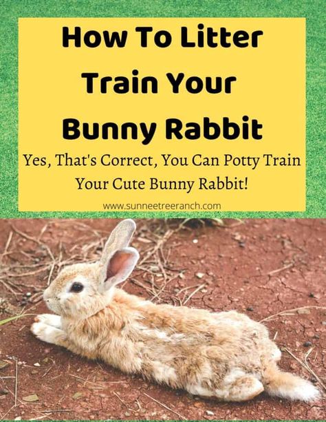 Find The Hidden Words, Bunny Care Tips, Lionhead Bunny, Rabbit Enclosure, Rabbit Habitat, Pet Rabbit Care, Rabbit Diet, How To Potty Train, Rabbit Treats