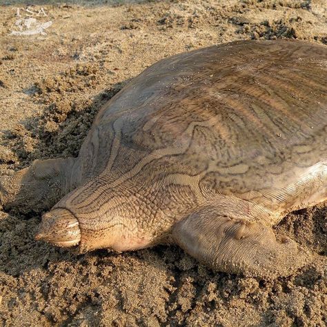 Soft Shell Turtle, Softshell Turtle, Shell Turtle, World Water Day, Tortoise Turtle, Cute Reptiles, Reptiles And Amphibians, Soft Shell, Amphibians