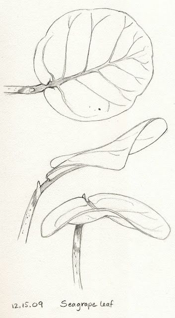 Flower Perspective Drawing, How To Draw Plants, How To Draw Leaves, Leaf Drawings, Draw Plants, Blurry Images, Process Drawing, Drawing Plants, Botanical Sketchbook