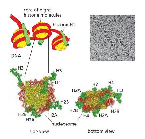 Organization of chromatin structure👇 📎Examination of chromatin under the electron microscope (above right) reveals that DNA is associated with small globes of proteins termed nucleosomes, giving the appearance of beads on a string. 📎The DNA double-helix (above left, red) is wrapped ~1.7 times around each nucleosome, which consists of a core (yellow) formed as an octamer of four different histone molecules (each present in two copies); often an additional histone, H1 (green), is located on t... Chromatin Structure, Electron Microscope, Double Helix, Helix, Beads, Yellow, Green, Red