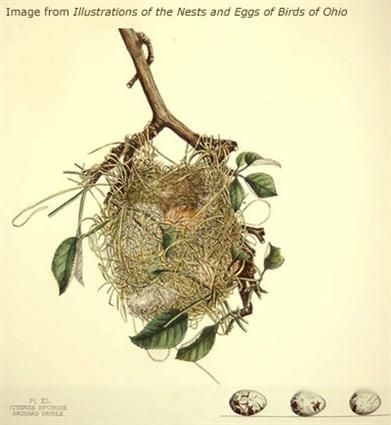 Orchard Oriole Nest Image 1 Stone Hut, Monkey Puzzle, Bird Eggs, Dry Stone, Grafic Design, Scientific Illustration, Botanical Drawings, Vintage Birds, Bird Nest