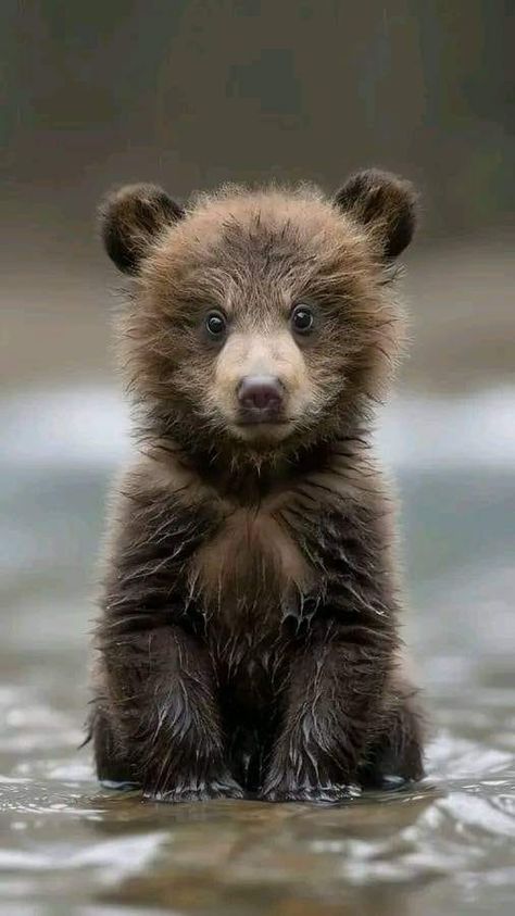 Wild Animals Photography, Love Wishes, Bear Pictures, Bear Cub, Incredible Creatures, Super Cute Animals, Cute Wild Animals, Cute Animal Photos, Cute Animal Pictures