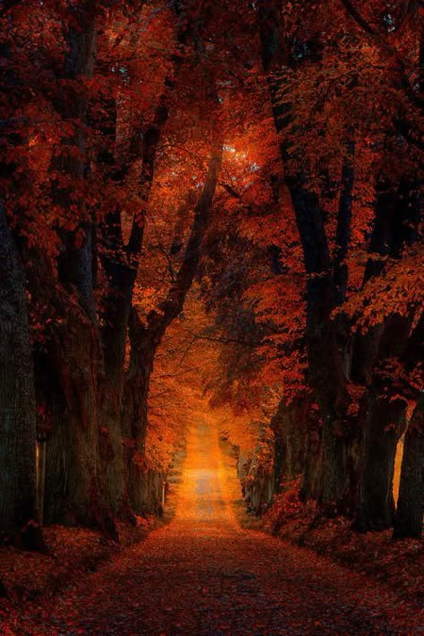 Autumn Alley, Germany …..by Michael Boehmlaend Autumn Love, Autumn Scenes, Dirt Road, Autumn Scenery, I Love Fall, Autumn Beauty, Fall Pictures, Autumn Halloween, Autumn Vibes