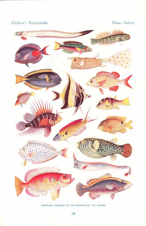 Classic print of types of fish - this will look great framed. image size smaller than page size This is a printed page from the original book, not a scan, reproduction or colour print  another fish print on the reverse. in good condition Each illustration comes packaged inside a protective cardboard mailer. For more FISH prints: https://www.etsy.com/shop/theStoryOfVintage/search?search_query=fish Fish Species Chart, Dragonfly Facts, Fish Types, Fish Poster, Fish Prints, Fisherman Style, Fish Graphic, Fish Illustration, Beach Theme Decor