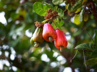 Cashew Nut Information - Tips For Growing Cashew Nuts Cashew Nut Tree, Cashews Benefits, Cashew Tree, Farm Landscaping, Banana Blossom, Organic Nuts, Growing Garden, Plant Based Snacks, Plant House