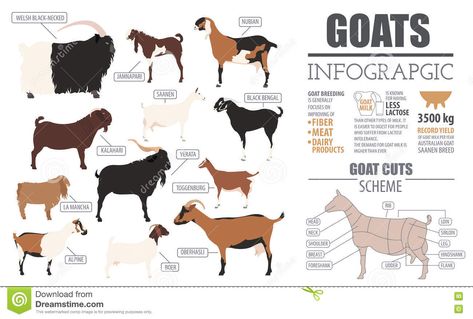 Goat Breeds Infographic Template. Animal Farming. Flat Design Stock Vector - Illustration of cattle, livestock: 79298541 Hampshire Sheep, Dorper Sheep, Kiko Goats, Dorset Sheep, Animal Characteristics, Types Of Goats, Goat Breeds, Animal Farming, Miniature Goats