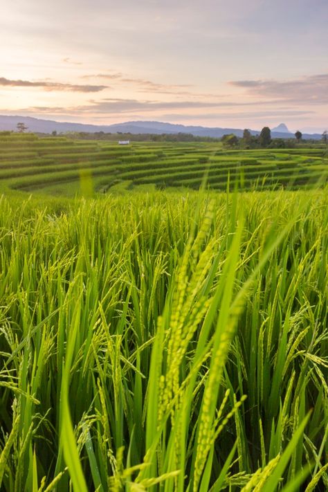 Rice field at sunset Premium Photo | Premium Photo #Freepik #photo #tree #summer #nature #mountain Rice Field Aesthetic, Rice Field Photography, Rice Farming, Field At Sunset, Paddy Field, Farming Technology, Crop Field, Green Leaf Background, Rice Field