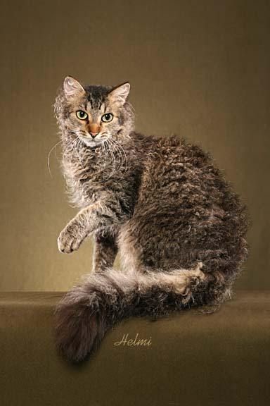 laperm cats | LaPerm Cat – Tyler – copyright © Helmi Flick. This cat was co ... La Perm Cat, Laperm Cat, Curly Haired Cat, Grey Cat Breeds, Fluffy Cat Breeds, Curly Cat, Laperm, Tabby Cats, World Cat