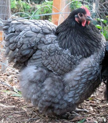 Lavender Orpington vs Blue Orpington Laying Hens Breeds, Rare Chicken Breeds, Blue Chicken, Fancy Chickens, Beautiful Chickens, Keeping Chickens, Backyard Chicken Coops, Chickens And Roosters, Chicken Breeds