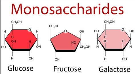 Carbohydrates importance, Types of Isomerism, Monosaccharides & Disaccharides Words To Describe People, Biology College, Federal Resume, Pharmacy School, Chemistry Notes, Biology Lessons, Chemical Structure, Biology Notes, Diagram Design