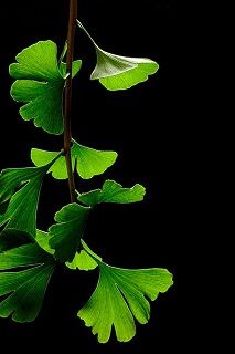 Ginko Biloba, Gingko Biloba, Pure White Background, Ginkgo Tree, Gingko Leaves, Ginkgo Biloba, Ginkgo Leaf, Leave In, 그림 그리기