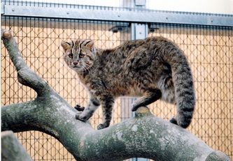 Tsushima Cat - Tsushima Island Tsushima Leopard Cat, Iriomote Cat, Tsushima Island, Wild Cat Species, Asian Leopard Cat, Group Of Cats, Asian Continent, Small Wild Cats, Cat Species