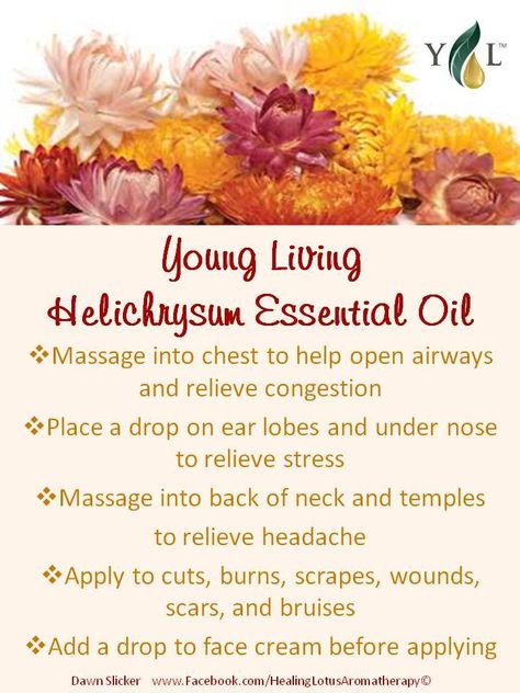 Young Living Helichrysum, Helichrysum Essential Oil Uses, Essential Oil Massage, Young Living Oils Recipes, Living Oils Recipes, Essential Oil Usage, Helichrysum Essential Oil, Essential Oils For Colds, Essential Oils For Massage