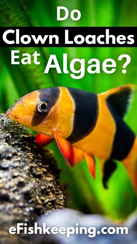 do-clown-loaches-eat-algae Loach Fish, Clown Loach, I Am Confident, Aquarium Fish, Fish Tank, Have You Ever, My Home, I Can, Fish