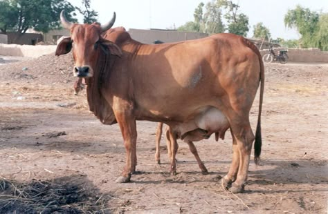 Sahiwal Cow, Cow Breeds, Cow, Horses, India, Animals