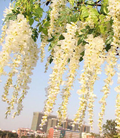 12pcs/lot Artificial 105CM home decor Wisteria silk flower holiday decoration weddings & events simulation flower (White) FatColo http://www.amazon.co.uk/dp/B00NTVFF3Y/ref=cm_sw_r_pi_dp_c5SMwb1E0W43C Flowers For Garden, Submerged Flowers, Fake Wisteria, Wedding Aisles, Wisteria Plant, Wisteria Vine, Wedding Ceremony Decorations Outdoor, Diy Living Room, Diy Floral Decor