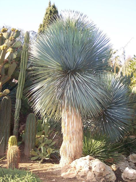 Yucca rostrata - Wikipedia Yucca Plant Care, Yucca Gloriosa, Yucca Rostrata, Air Garden, Tropical Bedding, Albizia Julibrissin, Amazing Trees, Yucca Plant, Succulent Seeds