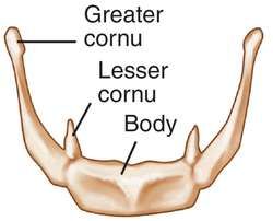 Hyoid Bone (above adams apple, floats in cartilage, supports airway) Hyoid Bone, Cancellous Bone, Adams Apple, Medical Dictionary, Anatomy Bones, Question Sign, Study Better, Medical Anatomy, Medical Terms