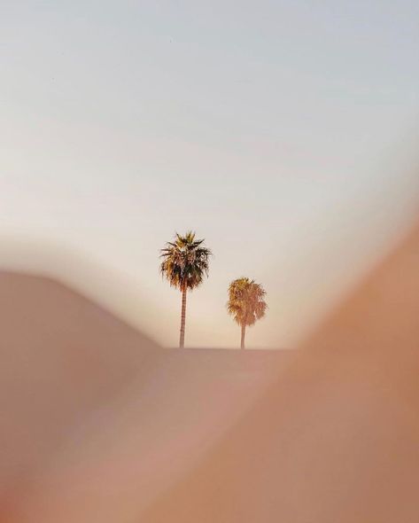 A beautiful still capture of an otherwise buzzing and vibrant city  #marrakech #marrakesh #maroc #morocco #covi̇d19 #quarantine #cityscape #citylife #silence @_marinadenisova_ Golden Brown Aesthetic, Saudi Arabia Riyadh, Moroccan Restaurant, Post Layout, Desert Palm, Desert Aesthetic, Skin Therapist, Peach Pit, Minimalist Inspiration