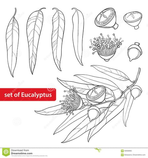 Gum Leaves, Native Tattoos, Australian Wildflowers, Leaf Outline, Eucalyptus Globulus, Australian Flowers, Australian Native Flowers, Australian Plants, Australian Native Plants