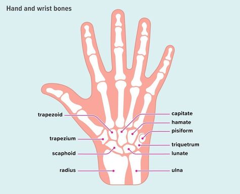 The 6 Angles of Wristlocks Hand Bone Anatomy, Wrist Anatomy, Forearm Bones, Carpal Bones, Scaphoid Fracture, Radius And Ulna, Hand Bones, Arm Bones, Longevity Diet